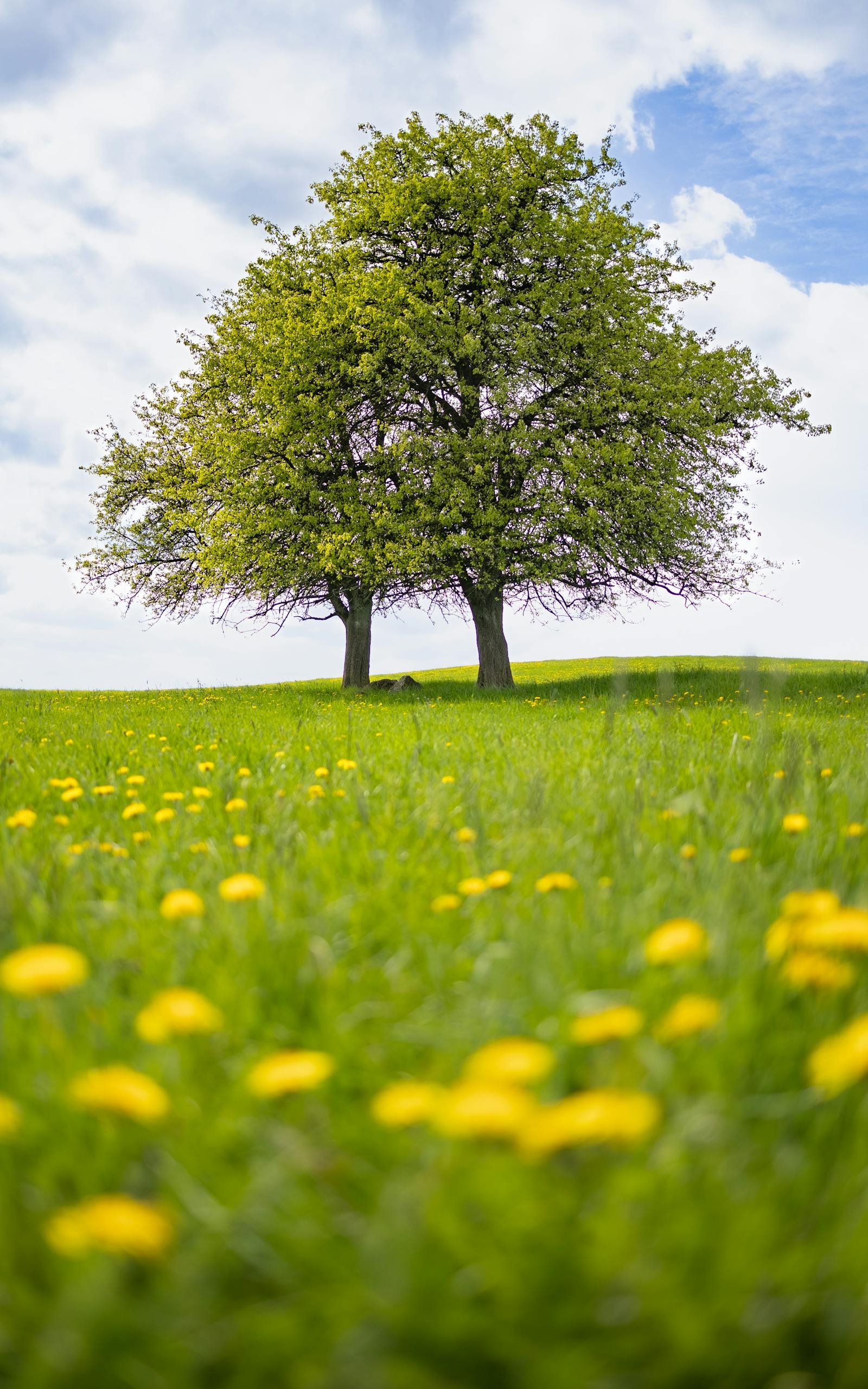 Peaceful countryside scene with two trees and vibrant dandelions under a bright sky.