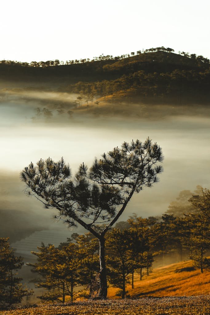 Serene view of misty hills and trees in Dalat, Vietnam, at sunrise.